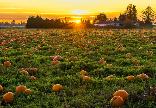 organic pumpkins- O2 Living blog makers of organic cold-pressed fruit and vegetable Living Juice