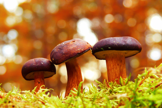 organic mushrooms-  O2 Living blog makers of organic cold-pressed fruit and vegetable Living Juice