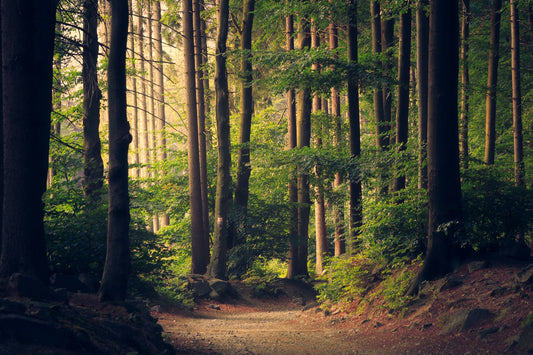 trees- O2 Living blog makers of organic cold-pressed fruit and vegetable Living Juice