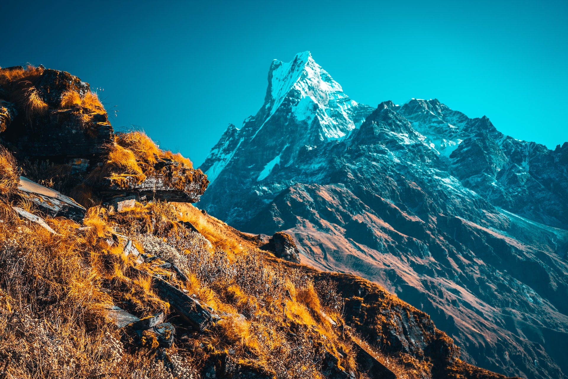 Fire and Ice: The Power of Heat Shock and Cold Shock Proteins