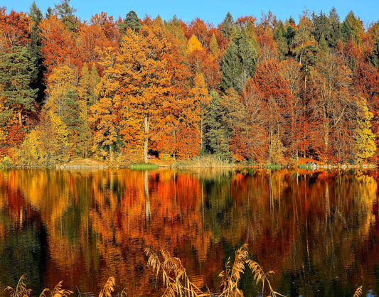 fall colors- O2 Living blog makers of organic cold-pressed fruit and vegetable Living Juice