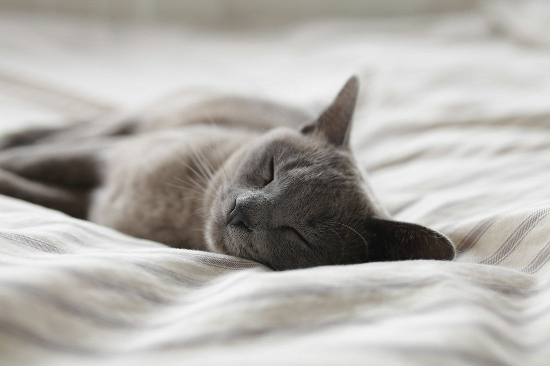 The Vital Role of Sleep in Physical and Mental Well-Being