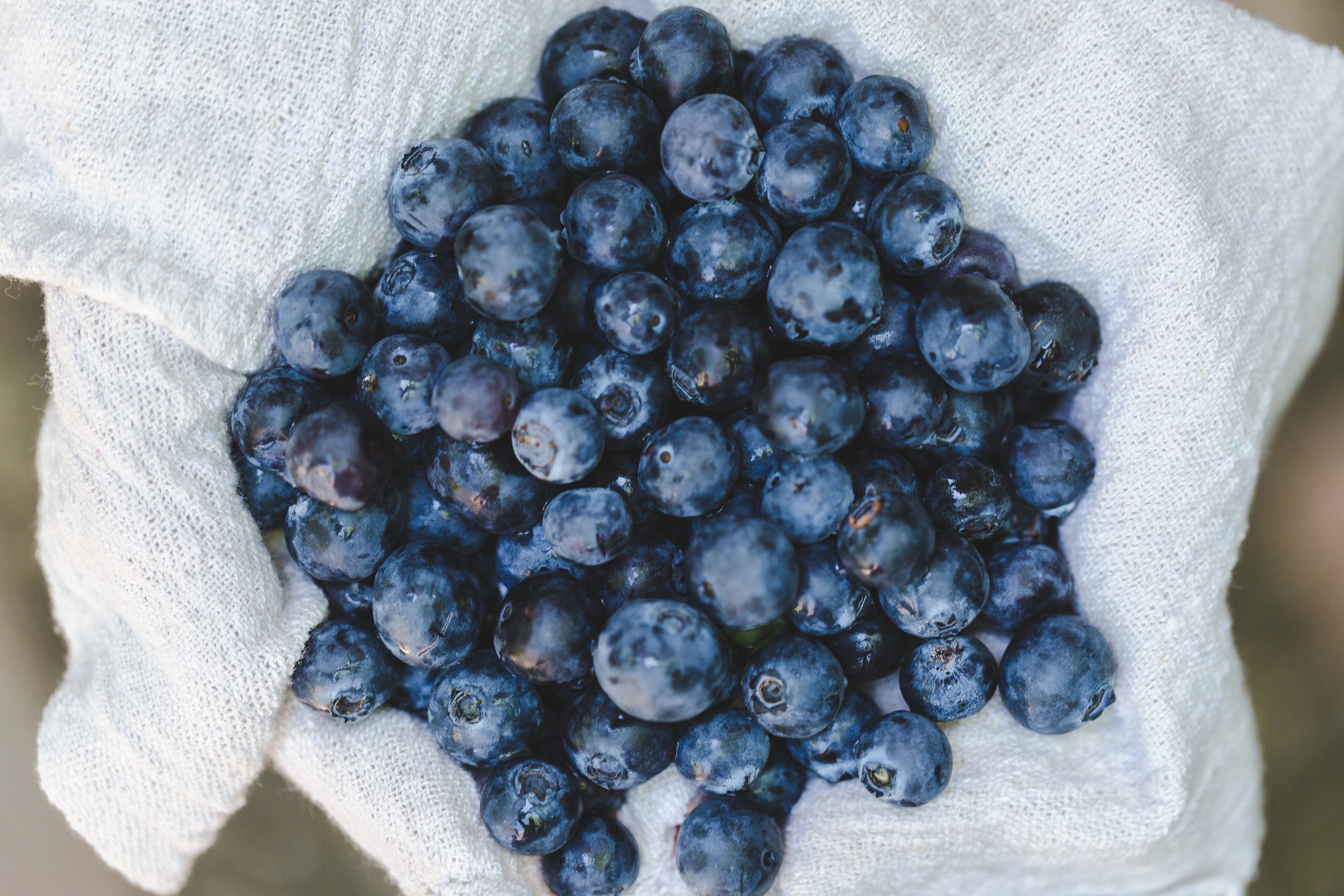 Blueberries on linen - o2 living recipe - makers of organic cold-pressed fruit and vegetable Living Juices