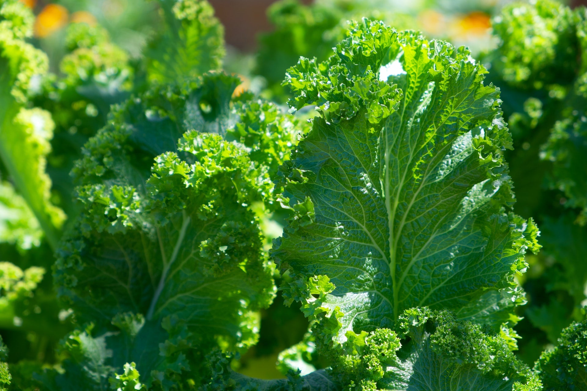 organic kale--  O2 Living blog makers of organic cold-pressed fruit and vegetable Living Juice