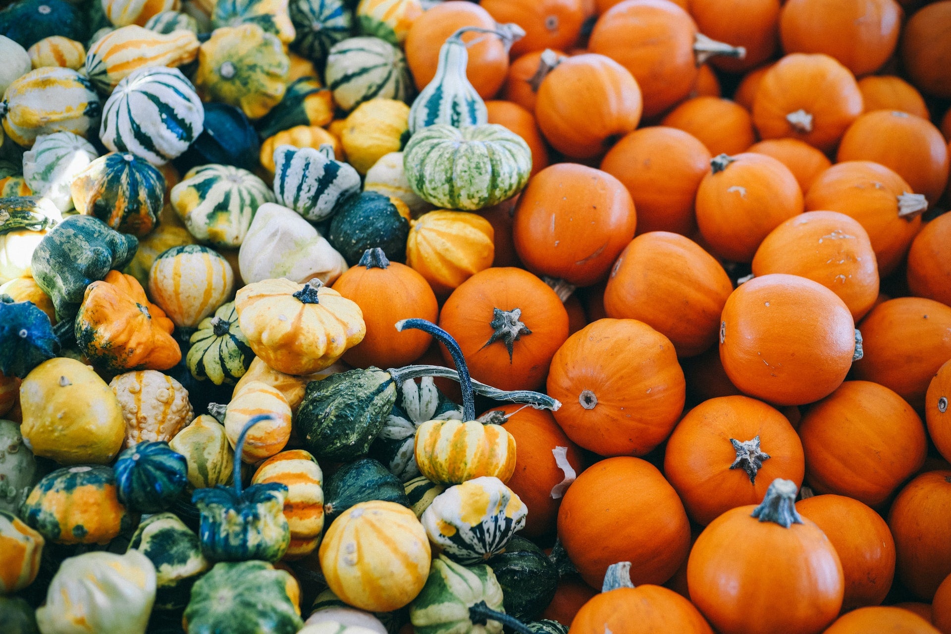 fall vegan organic pumpkins- O2 Living blog makers of organic cold-pressed fruit and vegetable Living Juice