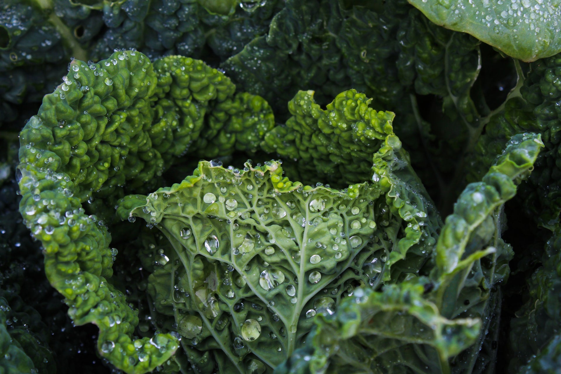 organic kale- O2 Living blog makers of organic cold-pressed fruit and vegetable Living Juice