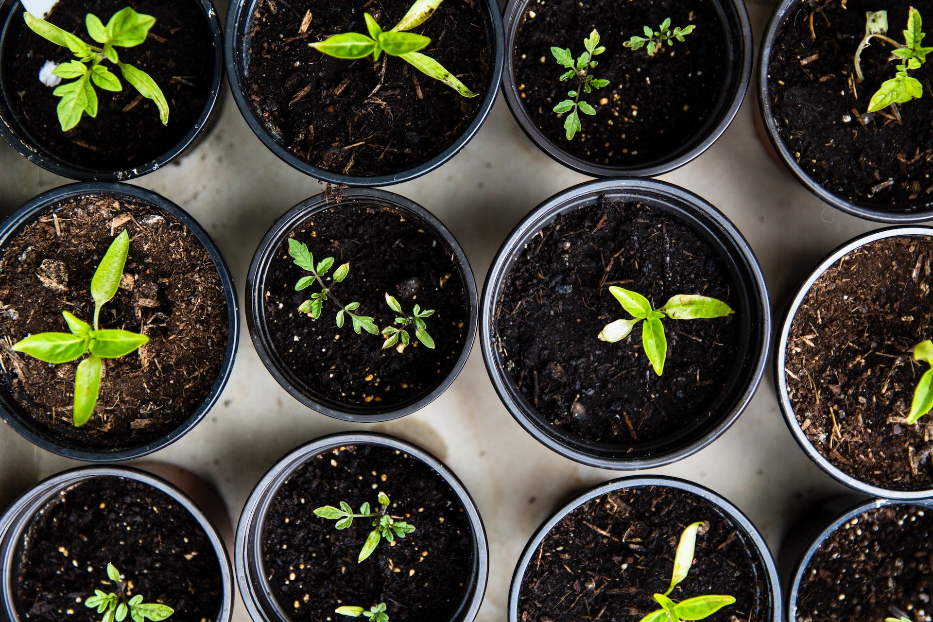organic gardening- O2 Living blog makers of organic cold-pressed fruit and vegetable Living Juice