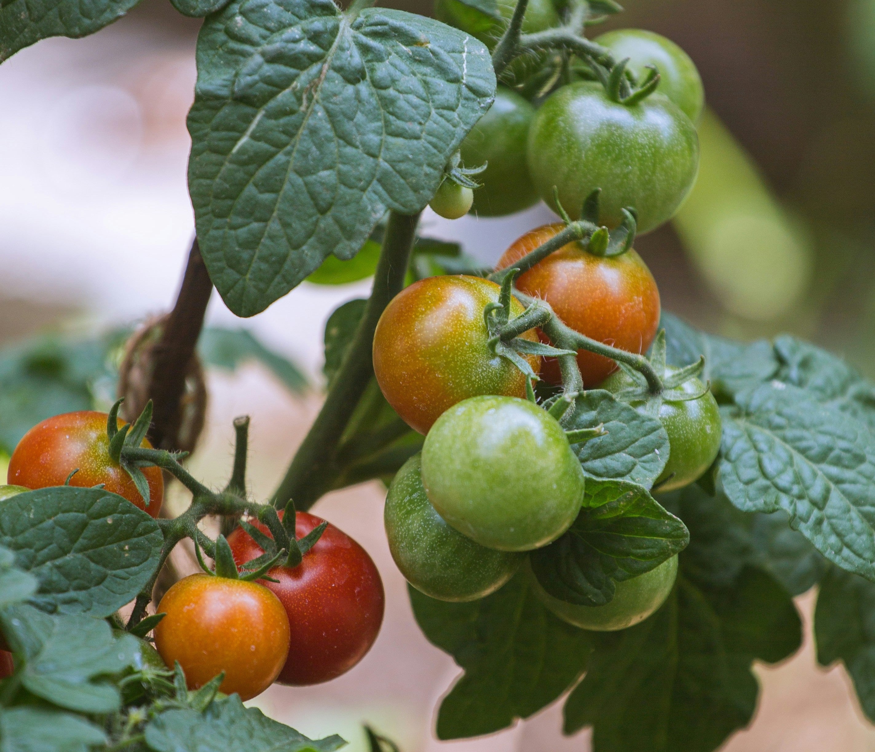 Tomato plant in summer - blog by makers of organic cold-pressed fruit and vegetable Living Juice